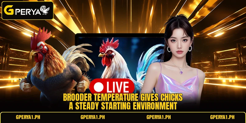 Brooder temperature gives chicks a steady starting environment