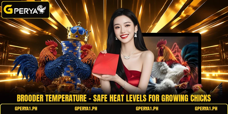 Brooder Temperature - Safe Heat Levels For Growing Chicks
