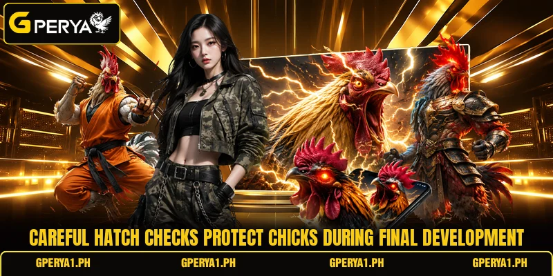 Careful hatch checks protect chicks during final development