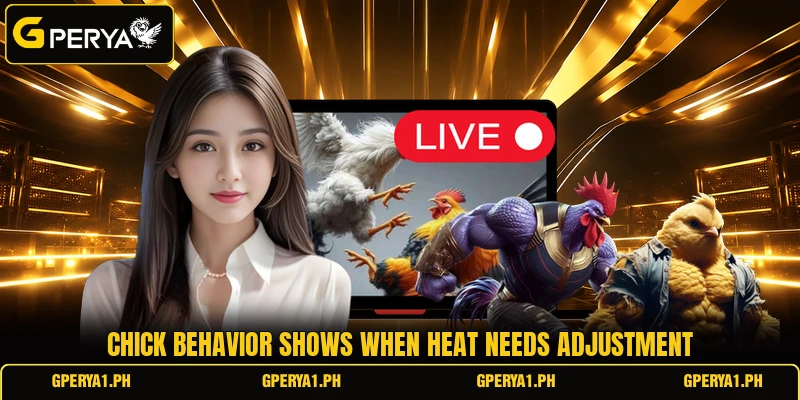 Chick behavior shows when heat needs adjustment