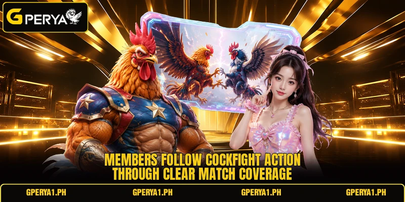 Members follow cockfight action through clear match coverage