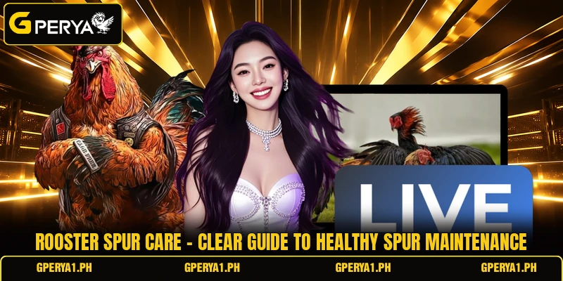 Rooster Spur Care - Clear Guide To Healthy Spur Maintenance
